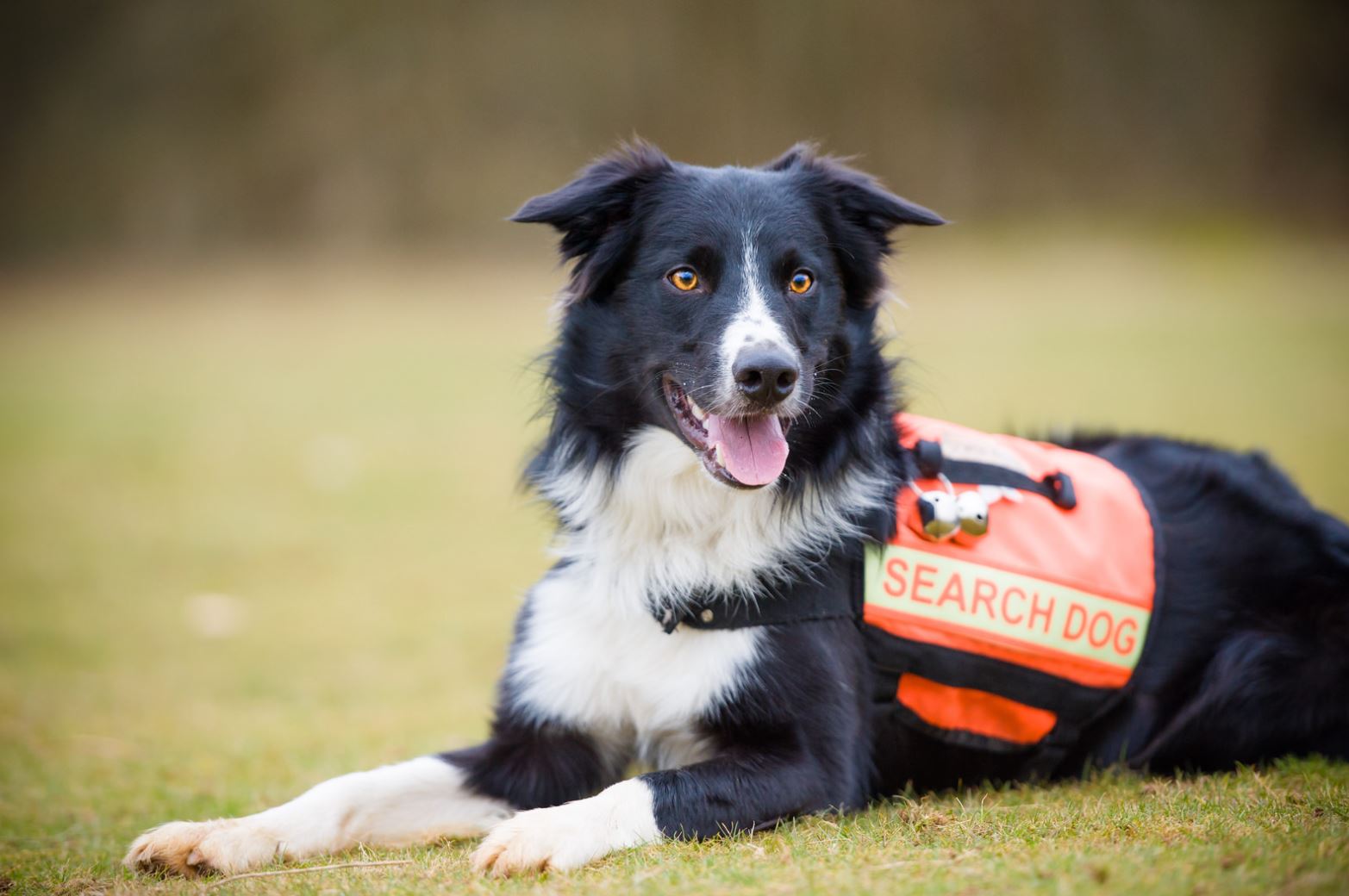 do search and rescue dogs like their jobs